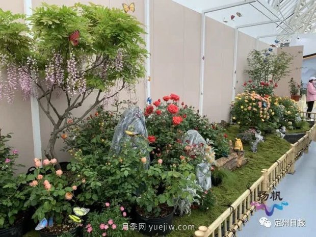 河北定州月季在扬州世园会斩获大奖，一金一银两铜！(图2)