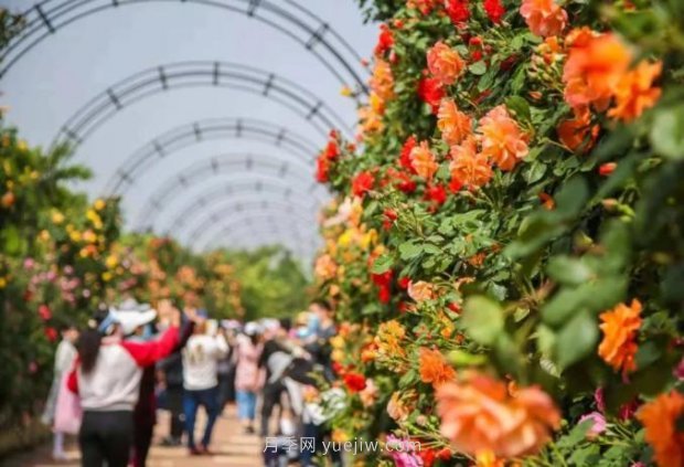 山东烟台月季花节如期而至，美得划不动屏(图8)