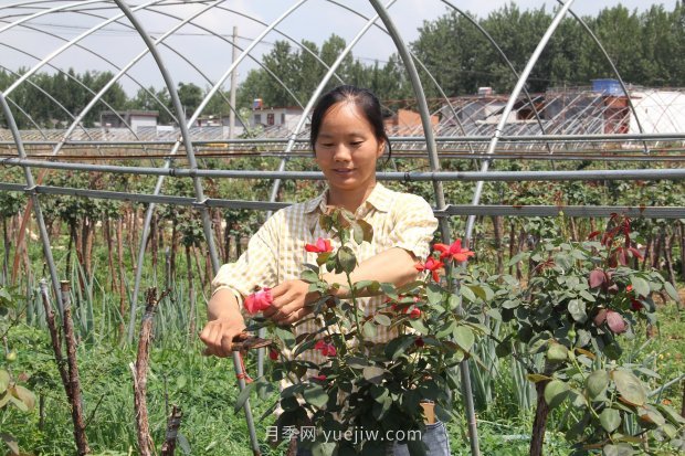 河南南阳卧龙区：“花草产业”月季艾草唱响富民曲(图1)