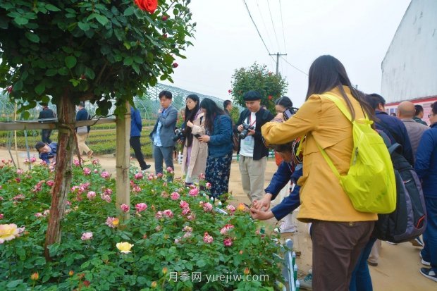 河南南阳卧龙区：“花草产业”月季艾草唱响富民曲(图2)