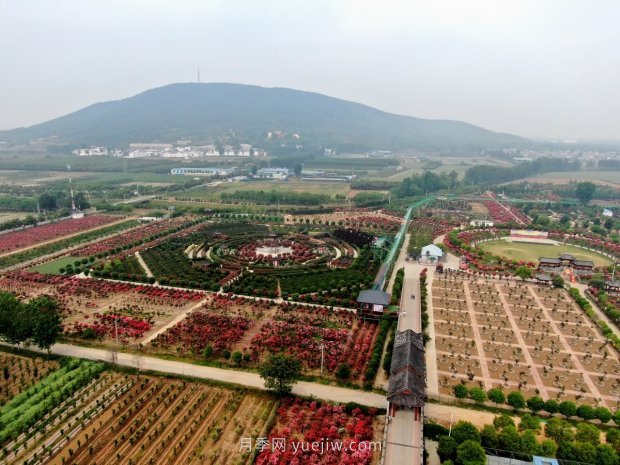 河南南阳卧龙区：“花草产业”月季艾草唱响富民曲(图3)