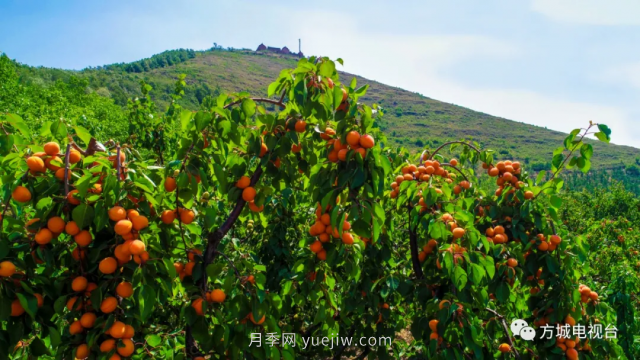 南阳方城县举办第二届乌云山乡村游暨桃杏采摘节(图4)