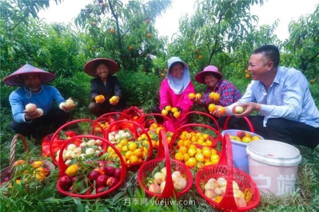 信阳光山：种植万亩鲜桃富农家(图2)