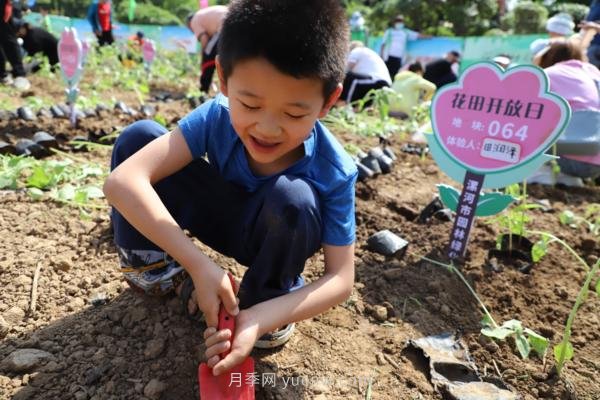 漯河城管园林科研所，邀请400余位市民花田体验栽花(图2)