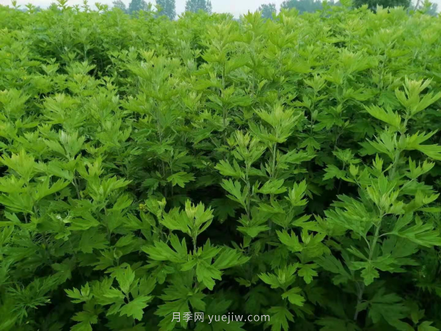 桐柏县黄岗镇：小小中药材 架起致富桥(图2)