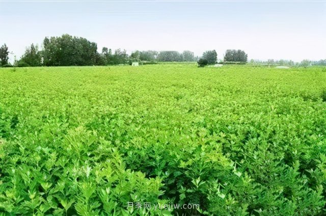 央视《焦点访谈》聚焦社旗县艾草产业(图1)