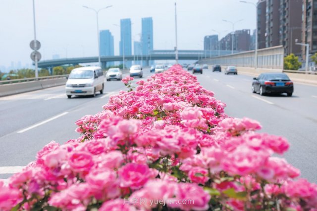 南阳月季变身武汉网红，花中皇后香飘大江南北(图1)