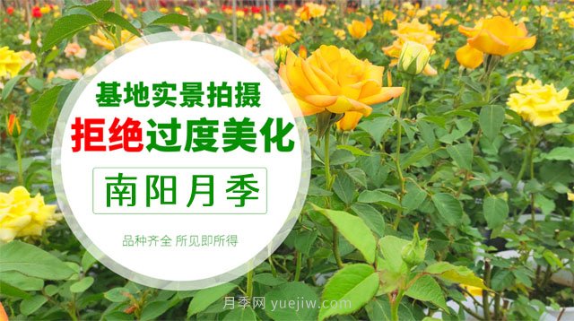 南阳月季推荐淘宝店大全(图1)