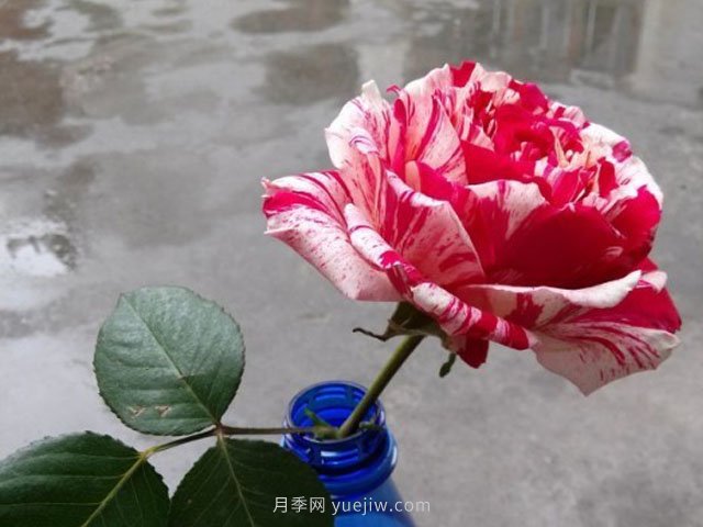 ***佳印象月季(图2)