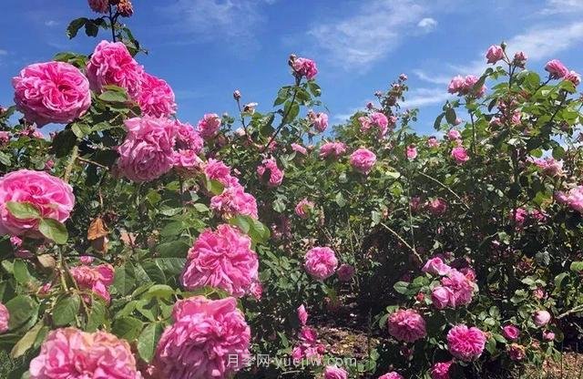 淮安初夏，从一场惊艳的月季花海开始！(图6)