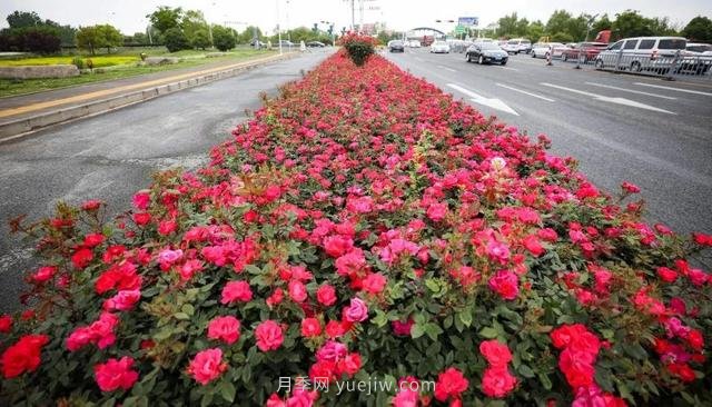 淮安初夏，从一场惊艳的月季花海开始！(图7)