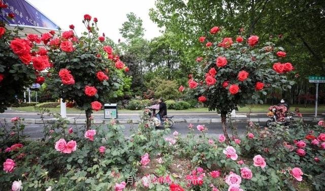 淮安初夏，从一场惊艳的月季花海开始！(图8)