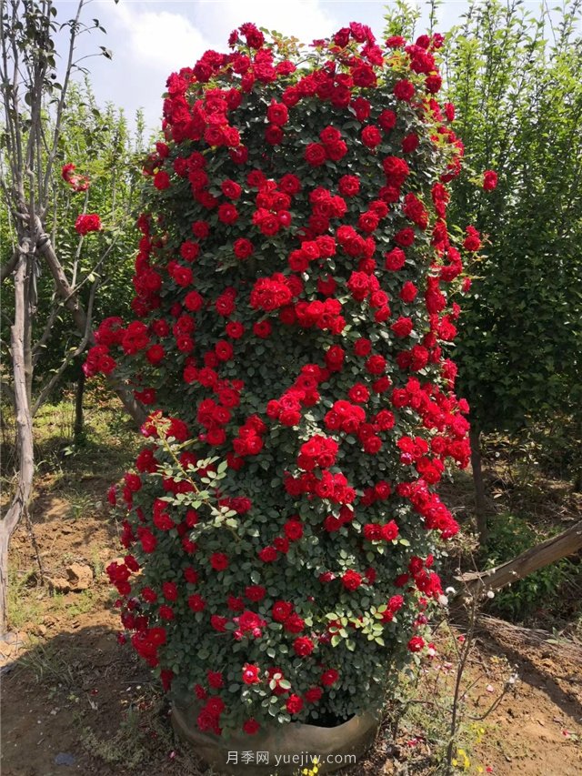 造型月季，月季花柱批发(图1)