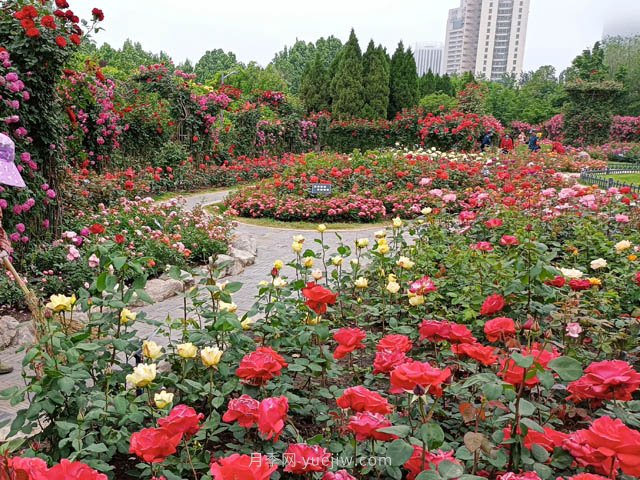 月季植物造景，塑造城市园林景观(图2)