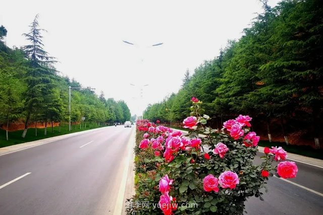 洛阳嵩县月季美化，使公路变成了靓丽的风景线(图3)