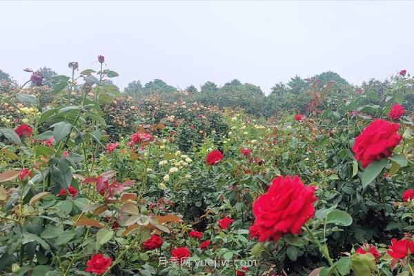 打卡南阳这片月季花海 看“花经济”撬动城市新发展(图1)