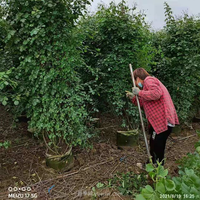 几十个月季花柱和月季花球发往山东(图1)