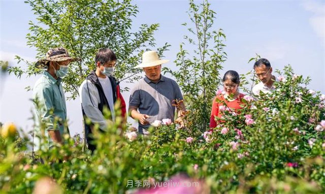 制造“月季芯片”的昆明土博士(图1)