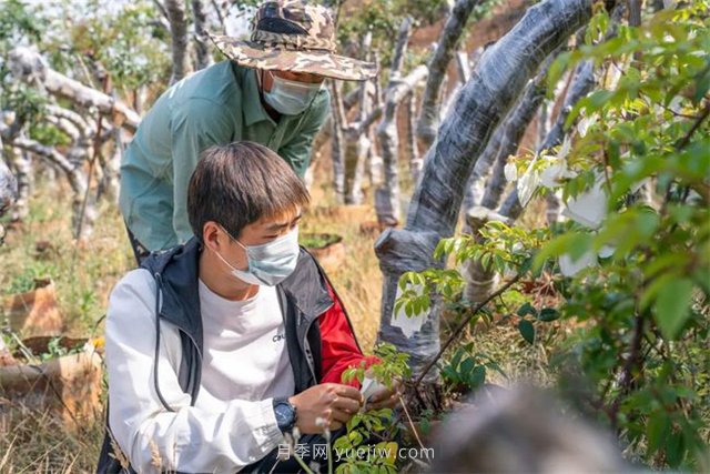 昆明李淑斌深山搞科研，为晋宁月季插“芯片”(图2)