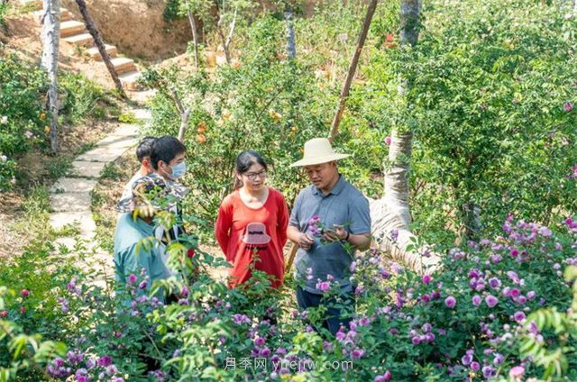 昆明李淑斌深山搞科研，为晋宁月季插“芯片”(图3)