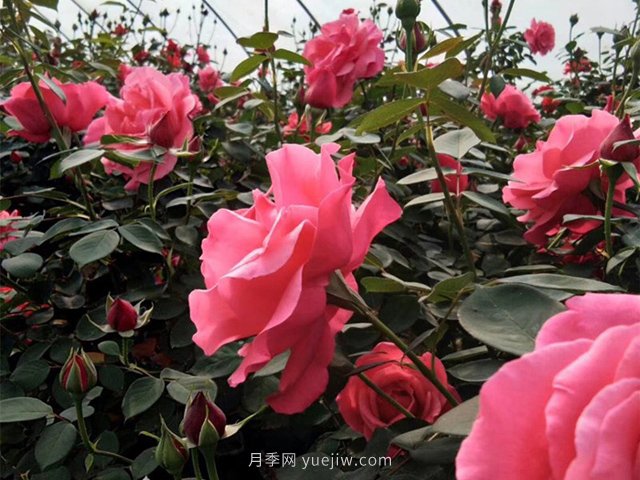 北京街头万千姿态的月季花，你喜欢哪一个(图1)