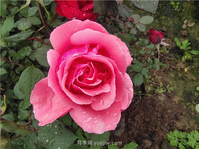 喝月季花茶有什么好处？月季网分享(图1)