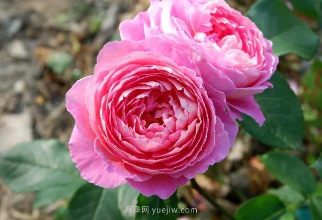 夏季月季如何保持开花？除了浇水，还需做好3件事(图1)