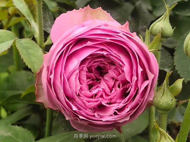 玫瑰，永恒不变的经典(图1)