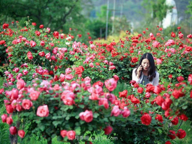 花卉旅游，“花为媒”带动“美丽经济”升级(图1)