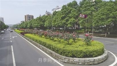 “高颜值”月季花带扮靓湖南益阳城市美景(图1)
