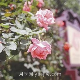 “高颜值”月季花带扮靓湖南益阳城市美景(图3)