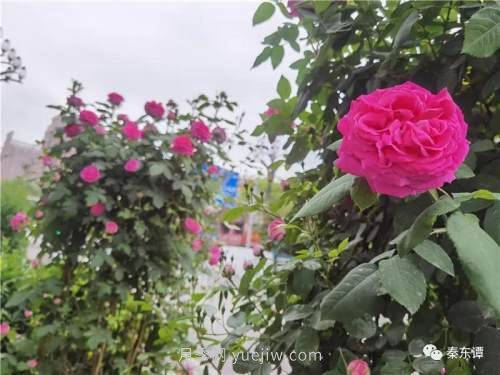 市花月季扮靓陕西渭南，朝阳大街成了鲜花大道(图2)