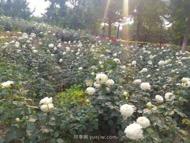 北京南海子公园近8万株月季花美丽盛开(图3)