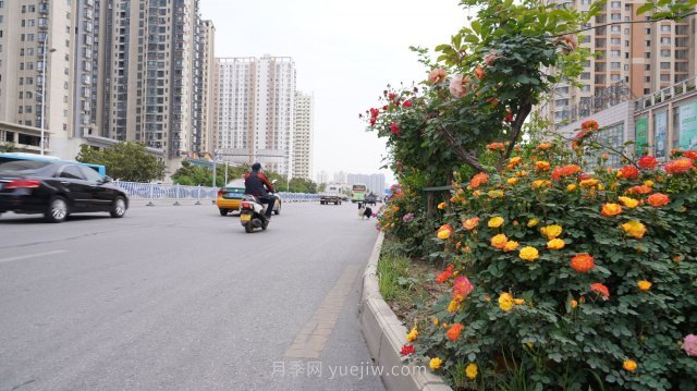 六月南阳街头的月季花让人心动(图5)