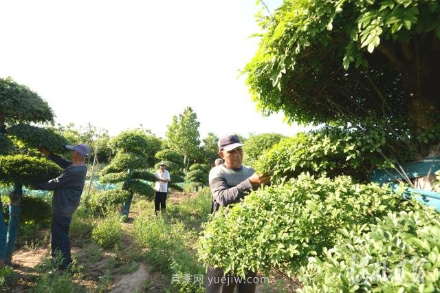 河北邢台：景观苗木助增收(图4)