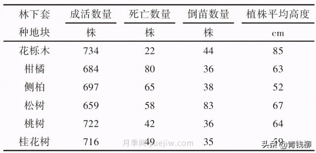 不同树种林下套种黄精种植技术初探(图1)