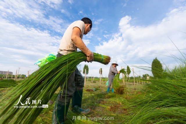 浙江宁波：蔺草收割进行时(图2)