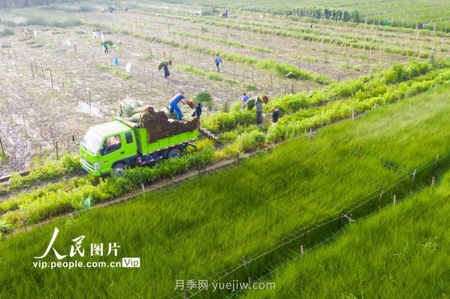 浙江宁波：蔺草收割进行时(图1)