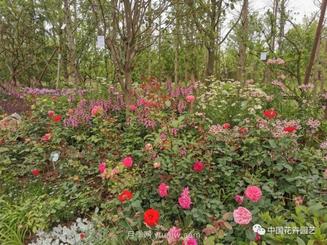 第十届花博会，＂中州花语 盛世繁华＂演绎河南文化(图2)