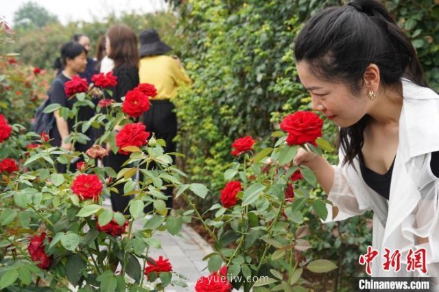 河南南阳：一朵月季花撬动亿元大产业(图4)