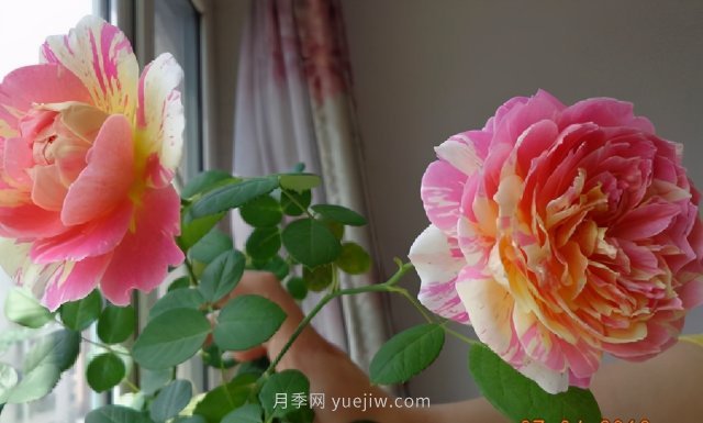 推荐适合夏天养的5种月季花，花量大不怕晒(图1)