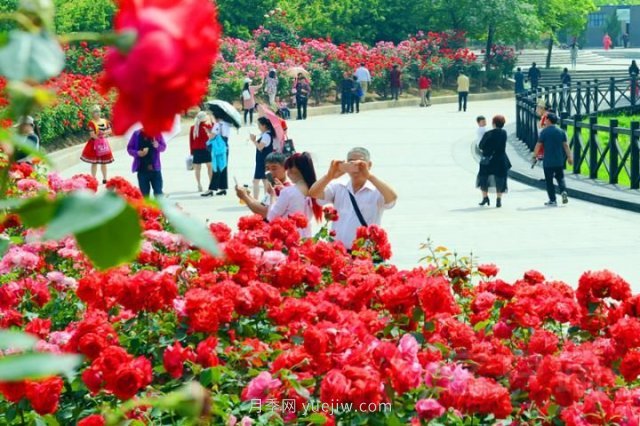 河南平顶山：月季花开醉游人(图2)