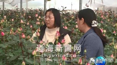 通海锦海农业“初心月季”荣获“中国好品种”称号(图3)