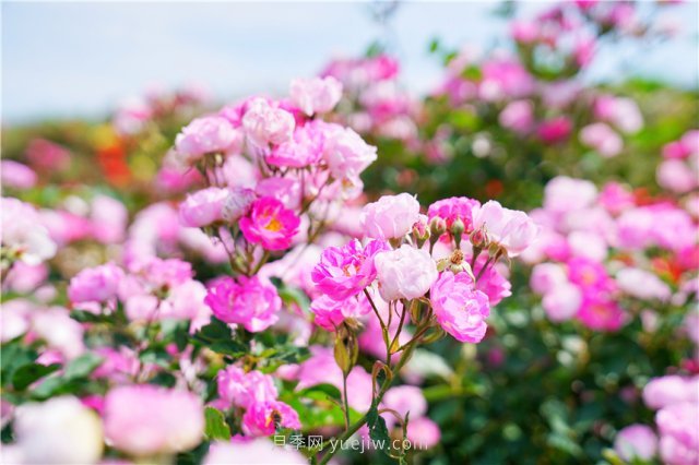 郑州伏羲山百亩玫瑰花盛放，上万株玫瑰美成了画(图1)