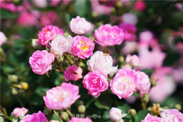 郑州伏羲山百亩玫瑰花盛放，上万株玫瑰美成了画(图4)