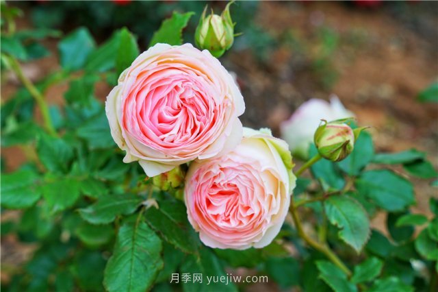 郑州伏羲山百亩玫瑰花盛放，上万株玫瑰美成了画(图3)