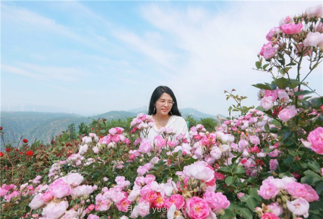 郑州伏羲山百亩玫瑰花盛放，上万株玫瑰美成了画(图7)