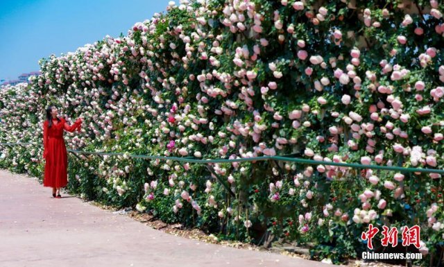 成都玫瑰花海吸引游客 汇集世界各地700余种顶级玫瑰(图4)