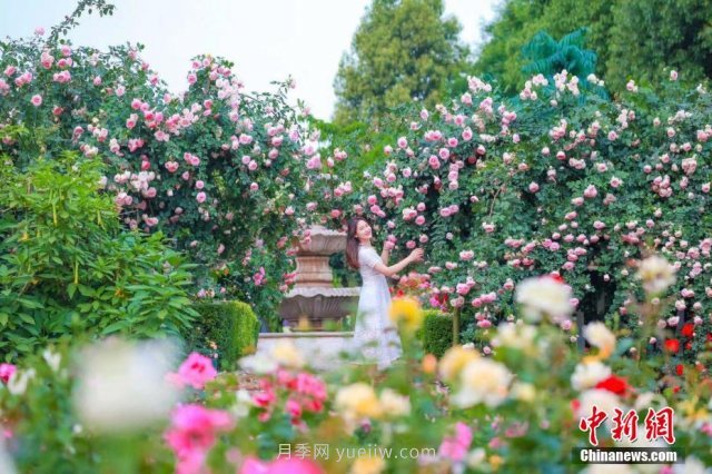 成都玫瑰花海吸引游客 汇集世界各地700余种顶级玫瑰(图1)