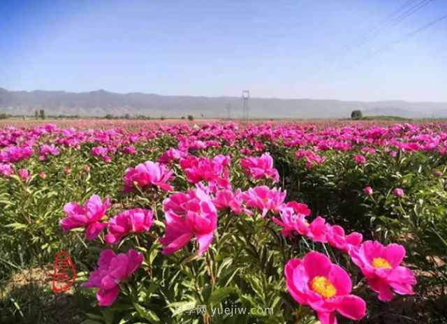 朔州朔城区：千亩芍药竞相开 繁花似锦邀你来(图2)